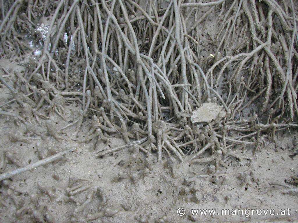 Bruguiera gymnorhiza roots